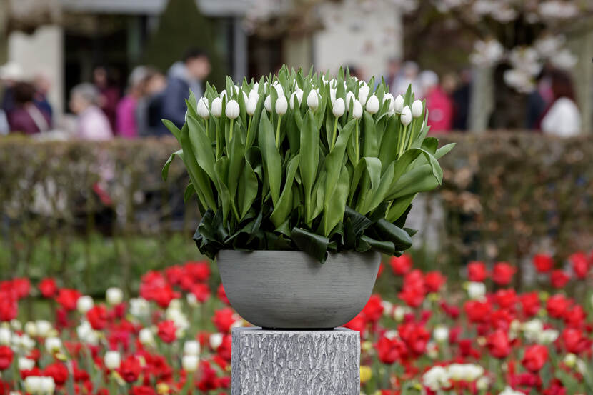 Veteraan Don White geëerd met witte tulp